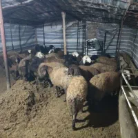 ۳۰راس شیشک افشاری آبستن