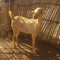 کهره و بز|حیوانات مزرعه|میناب, |دیوار