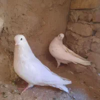 دوجفت کبوتر