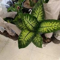 باغ روستای اژدهاتو