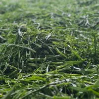 سبزی خرد کنی سبزیجات آماده مصرف