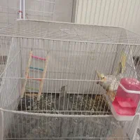 عروس هلندی