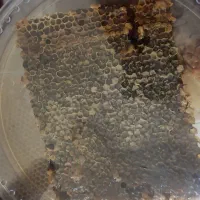 فروش عسل طبیعی کردستان، ژل رویال معجون تقویت جنسی