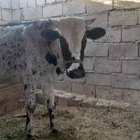 گوساله نر|حیوانات مزرعه|گنبکی, |دیوار