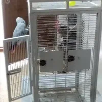 قفس طوطی کاسکو|لوازم جانبی حیوانات|آبادان, |دیوار