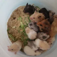 همستریه ماهه وبالغ دستی|موش و خرگوش|مشهد, چهارچشمه|دیوار