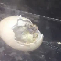 غاز و غوغاز تخم گذار از ۱۳۰۰ تا ۱۵۰۰