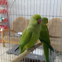 جفت مولد شاه طوطی ملنگو زیر قیمت|پرنده|لاهیجان, شیشه گران|دیوار