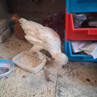 مرغ سلطان