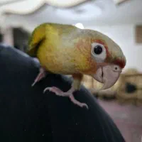 طوطی گرینچیک