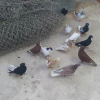 کفتر پرشی|پرنده|قزوین, |دیوار