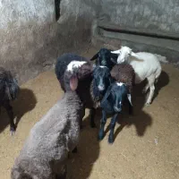 گوسفند نر کشتاری همدان رزن|حیوانات مزرعه|رزن, |دیوار