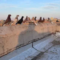 ۱۲عدد دم‌سفید همه رنگی|حیوانات|یزد, |دیوار