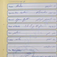 سگ خونگی دستی|سگ|گلستان (تهران), |دیوار