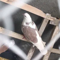 کبوتر ماده|پرنده|سردشت, |دیوار