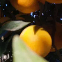 پرتقال تامسون شیرین آب دار|خوردنی و آشامیدنی|قائم‌شهر, |دیوار