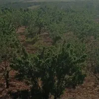 باغ-بن