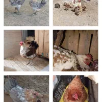 تخم نطفه دار