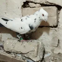 کفتر سار دم سیاه نر هوایی   موقعیت کاشمر|پرنده|کاشمر, |دیوار