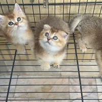 گربه اسکاتیش و بریتیش