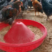 جوجه ۲ماهه محلی فیروزاباد|حیوانات مزرعه|فیروزآباد (فارس), |دیوار