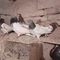 تعداد ۳۰ عدد کبوتر کله ای|پرنده|لیلان, |دیوار