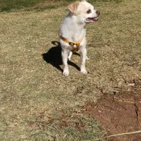 سگ چی واوا جهت کشش|سگ|رفسنجان, |دیوار