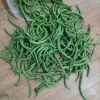 پاک کردن سبزی و لوبیا