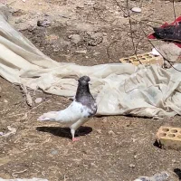 دوتا کبوتر دمبی کله ای|پرنده|شوشتر, |دیوار