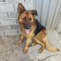 ژرمن ۲ساله نر