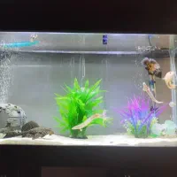 آکواریوم 1 متر طول عرض 30|ماهی|فردیس, شهرک ناز|دیوار