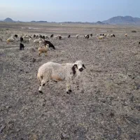 بره|حیوانات مزرعه|بیرجند, |دیوار