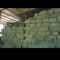 یونجه خشک انباری