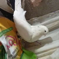 دم سیاه