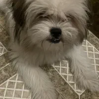 سگ شیتزو فلت