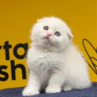 اسکاتیش سفید چشم تا به تا|گربه|تهران, پونک|دیوار