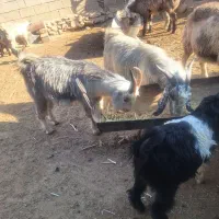 50راس کهره نر دشمن زیاری نوراباد|حیوانات مزرعه|دشمن زیاری, |دیوار