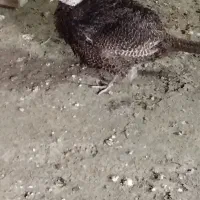 اردک خارجی .بوقلمون . قره قا. وول.خروس برهما|حیوانات مزرعه|قائمشهر, |دیوار