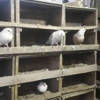 21جفت|پرنده|نیر (اردبیل), |دیوار