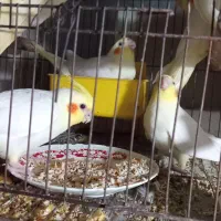 جوجه عروس هلندی|پرنده|رشت, باهنر|دیوار