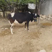 فروش گاو دورگه شیری