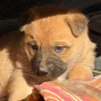 توله ژرمن کلاسیک|سگ|رباط‌کریم, پرندک|دیوار