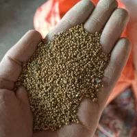 تخم شبدر برسیم چندبر