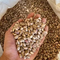 لوبیا چیتی ارتشیی