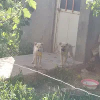 سگ عراقی|سگ|میاندوآب, |دیوار