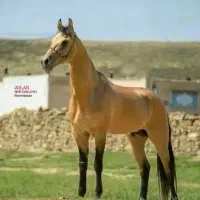 اسب ترکمن سمند طلایی آخال باقابلیت سیلمی|اسب و تجهیزات اسب‌سواری|شیراز, شهرک آرین|دیوار