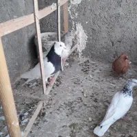 زرد دم سفید|پرنده|شیروان (خراسان), |دیوار