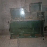 ماهی اکواریوم  بزرگ