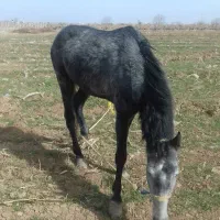 اسبوتجهیزات اسب سواری