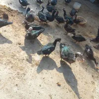 اردک اسرائیلی